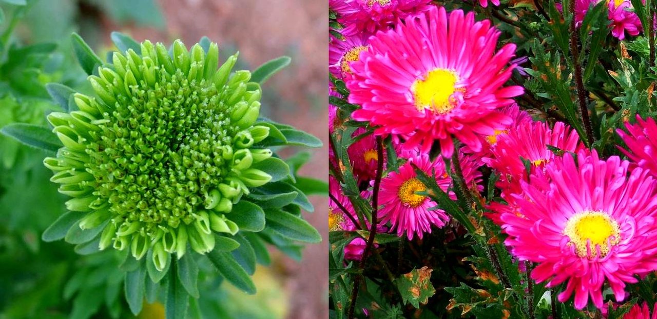 Image 1726020091_China_Aster_Phyllody_Phytoplasma.png